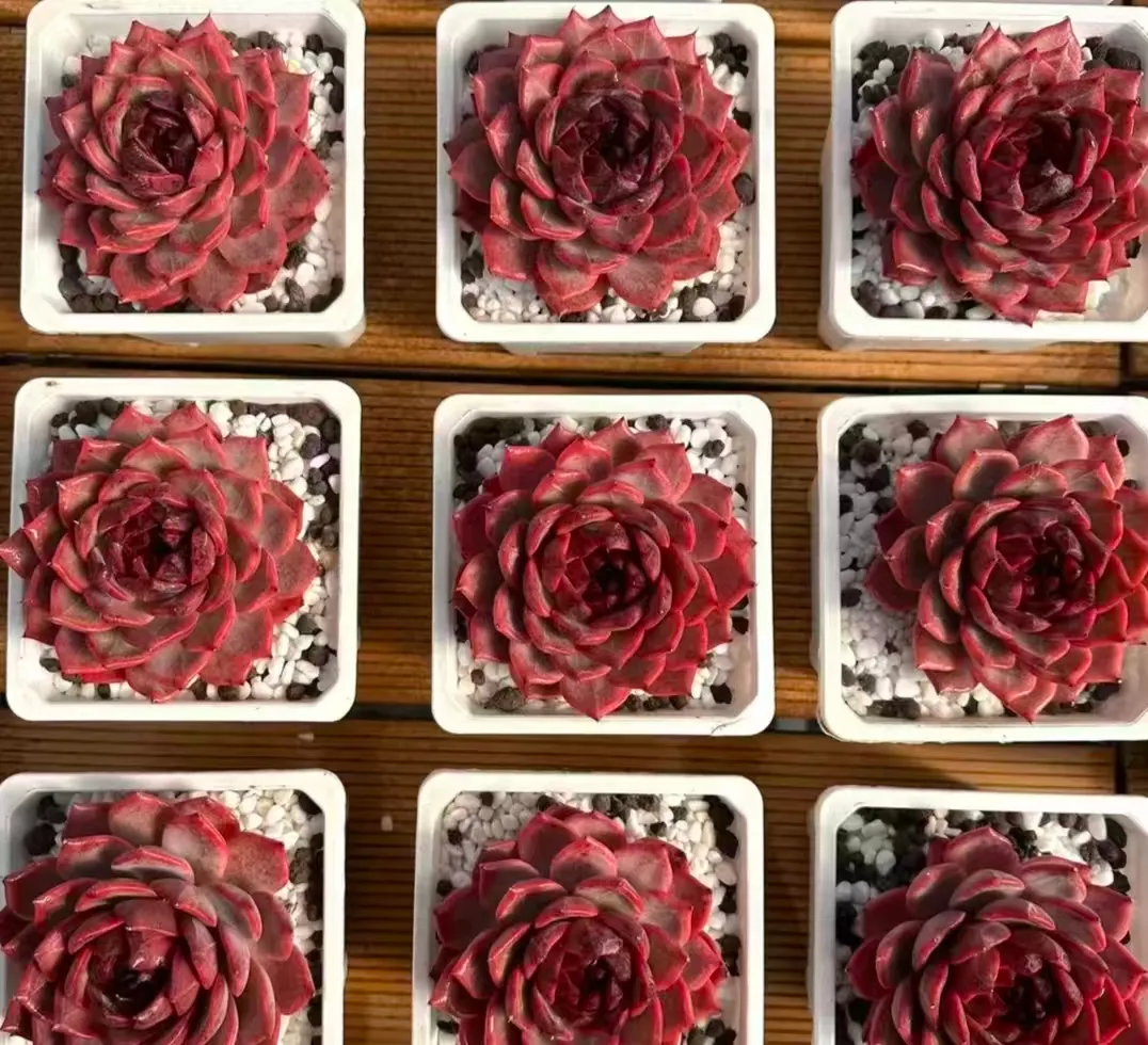 plant Aeonium Echeveria Haworthia  Caudex  Lithops Cactus  Agave 