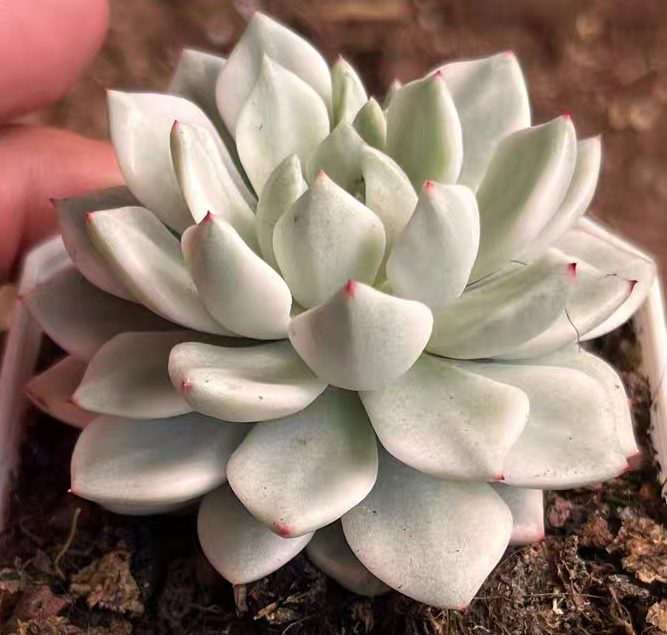 plant Aeonium Echeveria Haworthia  Caudex  Lithops Cactus  Agave 