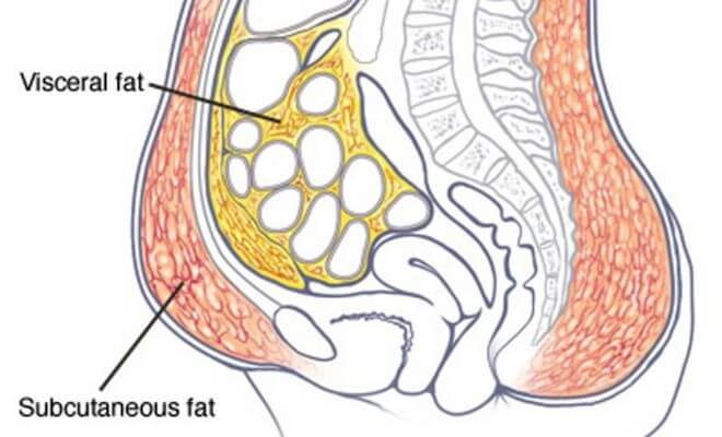 The different types of tummy fat and how to lose it for GOOD - The Healthy Mommy US