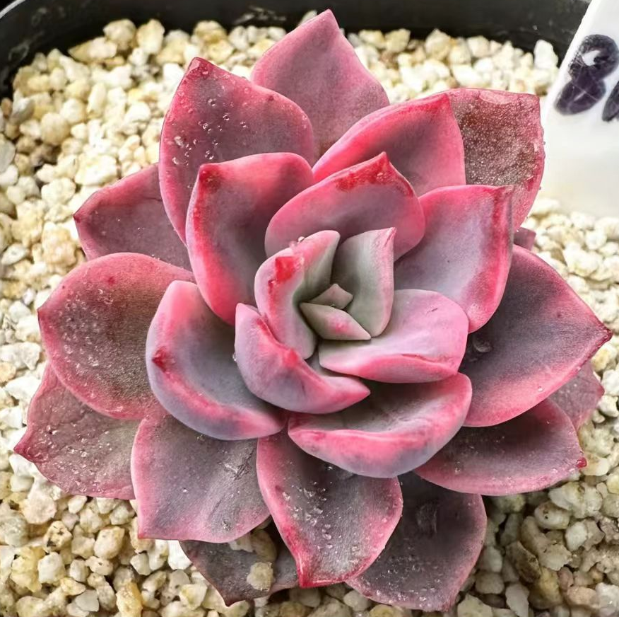 plant Aeonium Echeveria Haworthia  Caudex  Lithops Cactus  Agave 