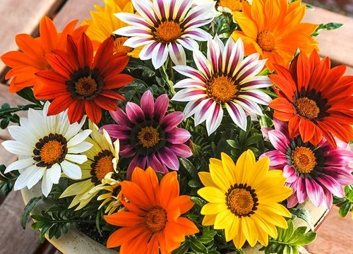 勋章菊花期是什么时候-植物说