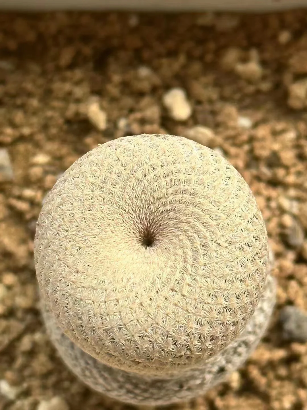 plant Aeonium Echeveria Haworthia  Caudex  Lithops Cactus  Agave 