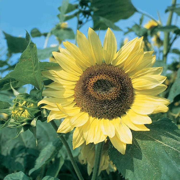 Sunflower, Lemon Queen Organic