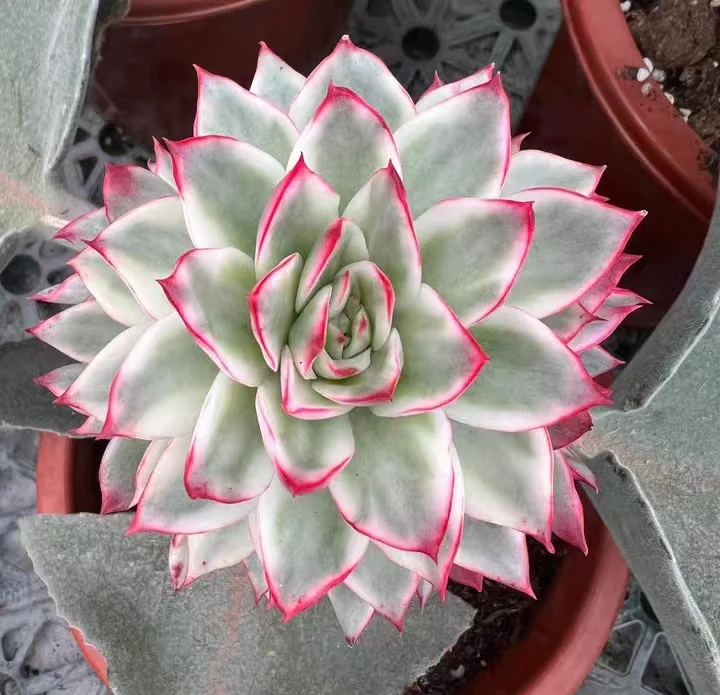 plant Aeonium Echeveria Haworthia  Caudex  Lithops Cactus  Agave 