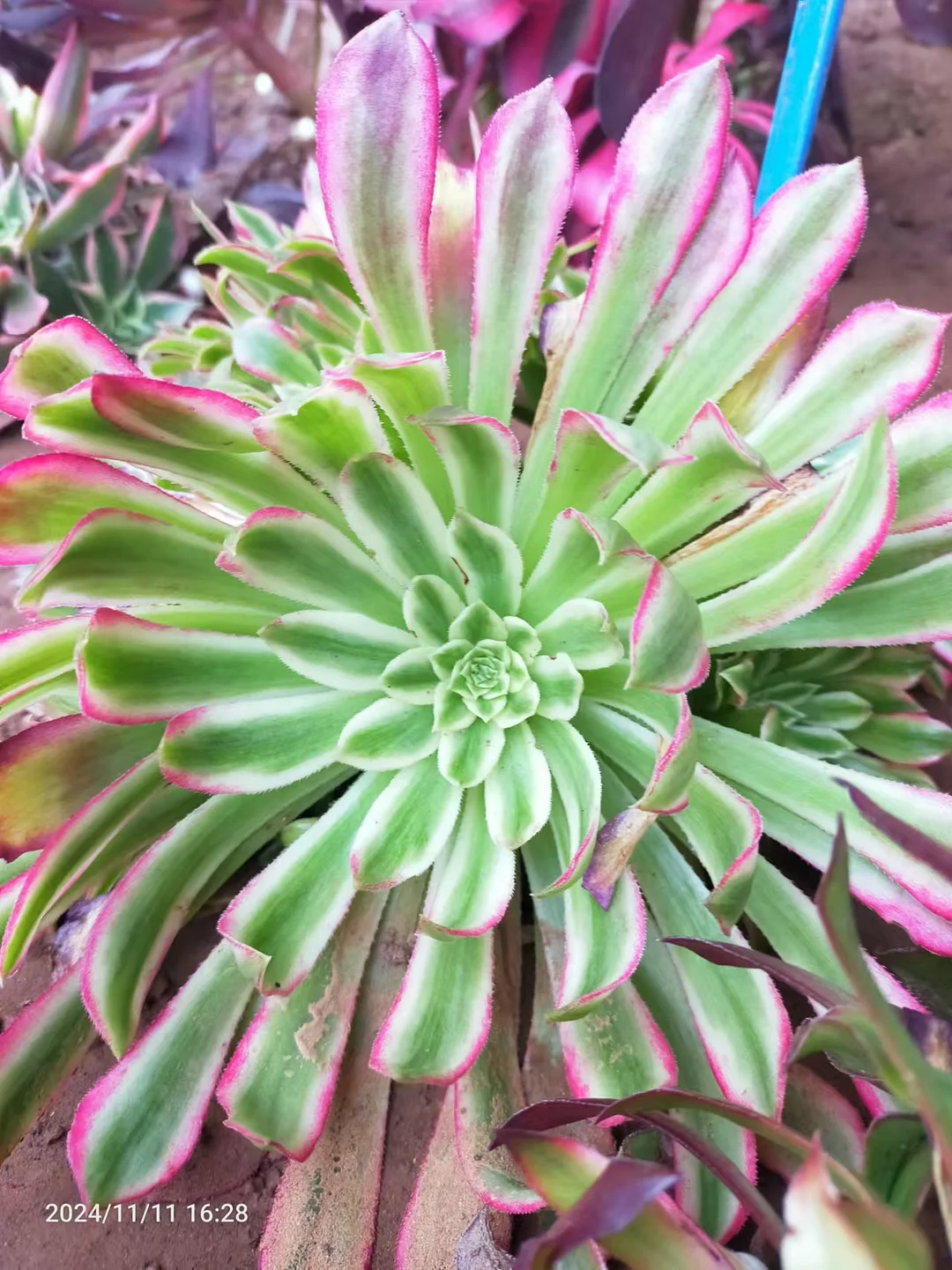 1041. Meteor single head and cutting/Aeonium single head and cutting/Aeonium plants/Succulent plants / Garden landscape / Carefully select healthy plants