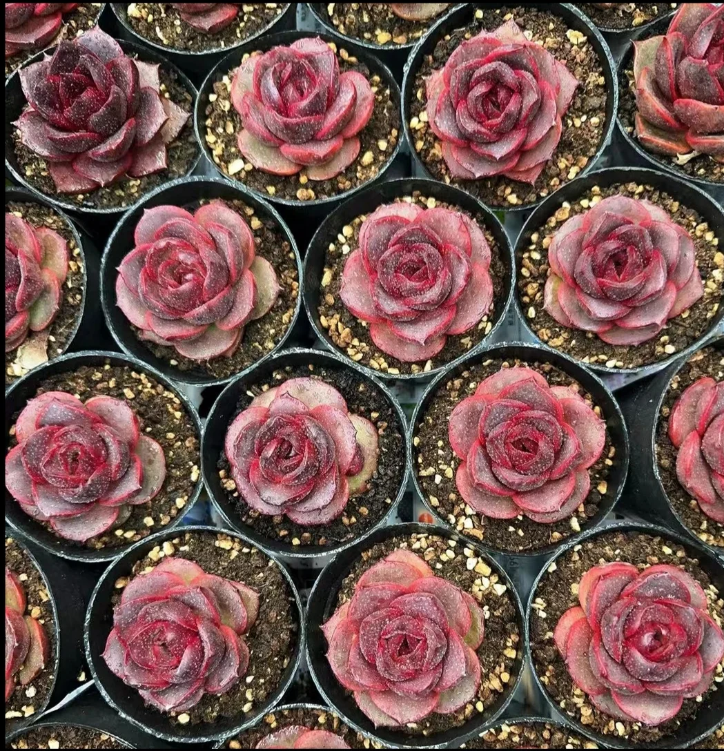 plant Aeonium Echeveria Haworthia  Caudex  Lithops Cactus  Agave 