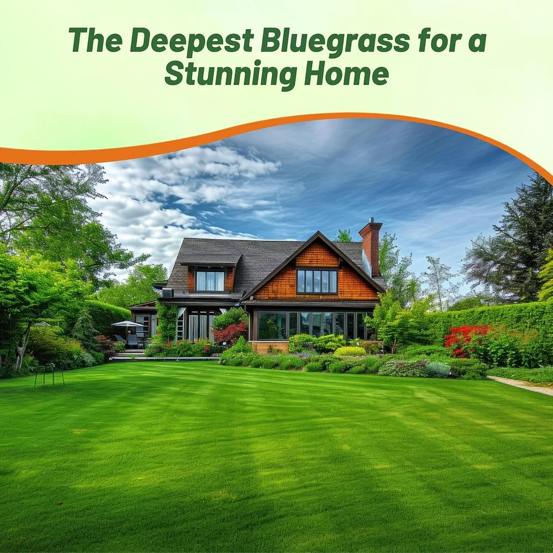 Kentucky Bluegrass - Midnight