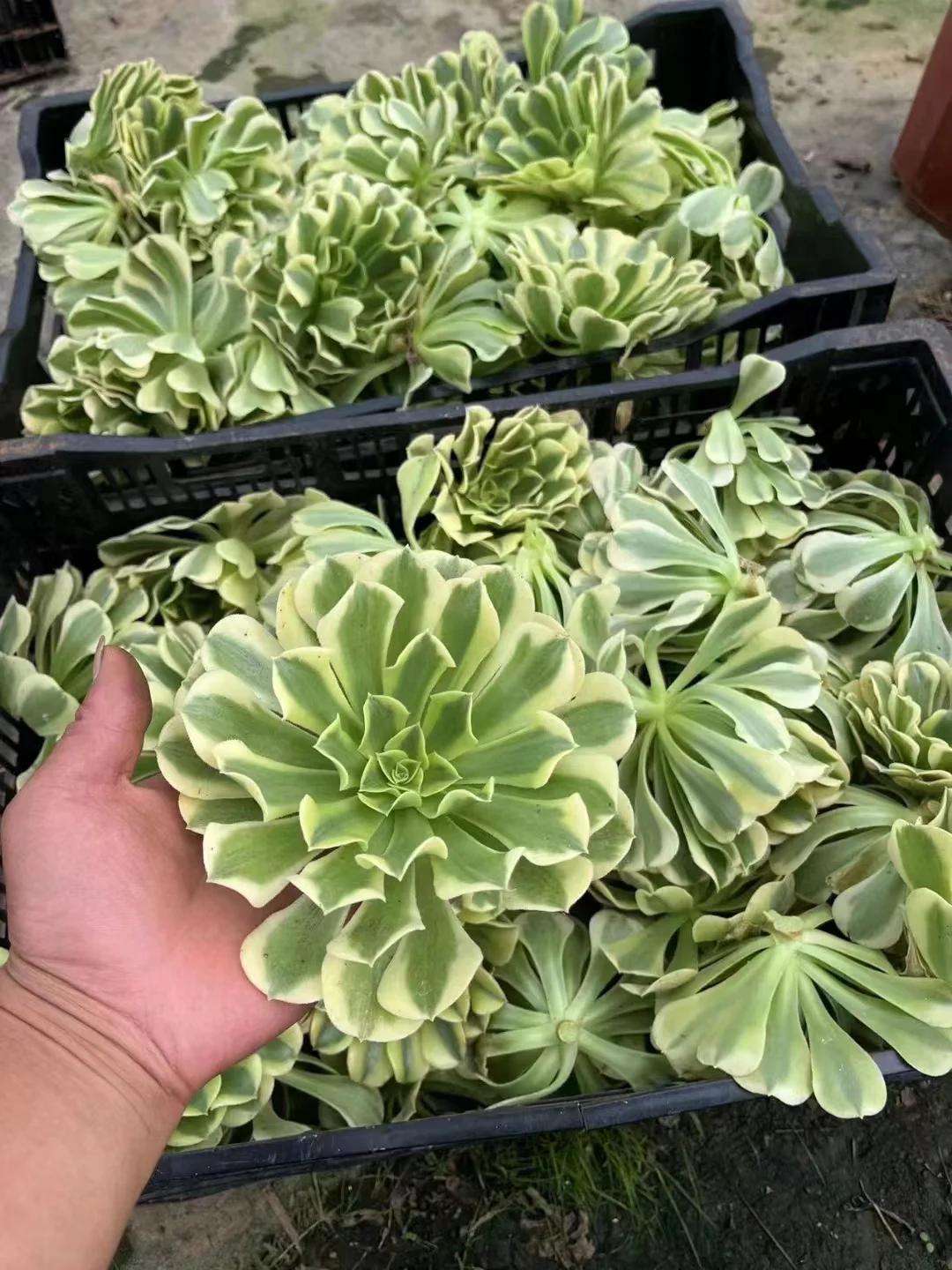 plant Aeonium Echeveria Haworthia  Caudex  Lithops Cactus  Agave 