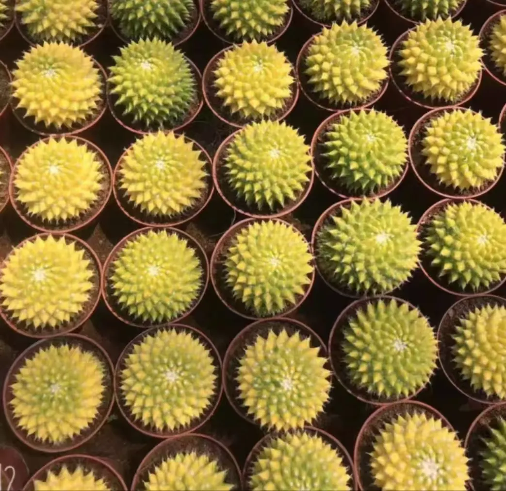 plant Aeonium Echeveria Haworthia  Caudex  Lithops Cactus  Agave 