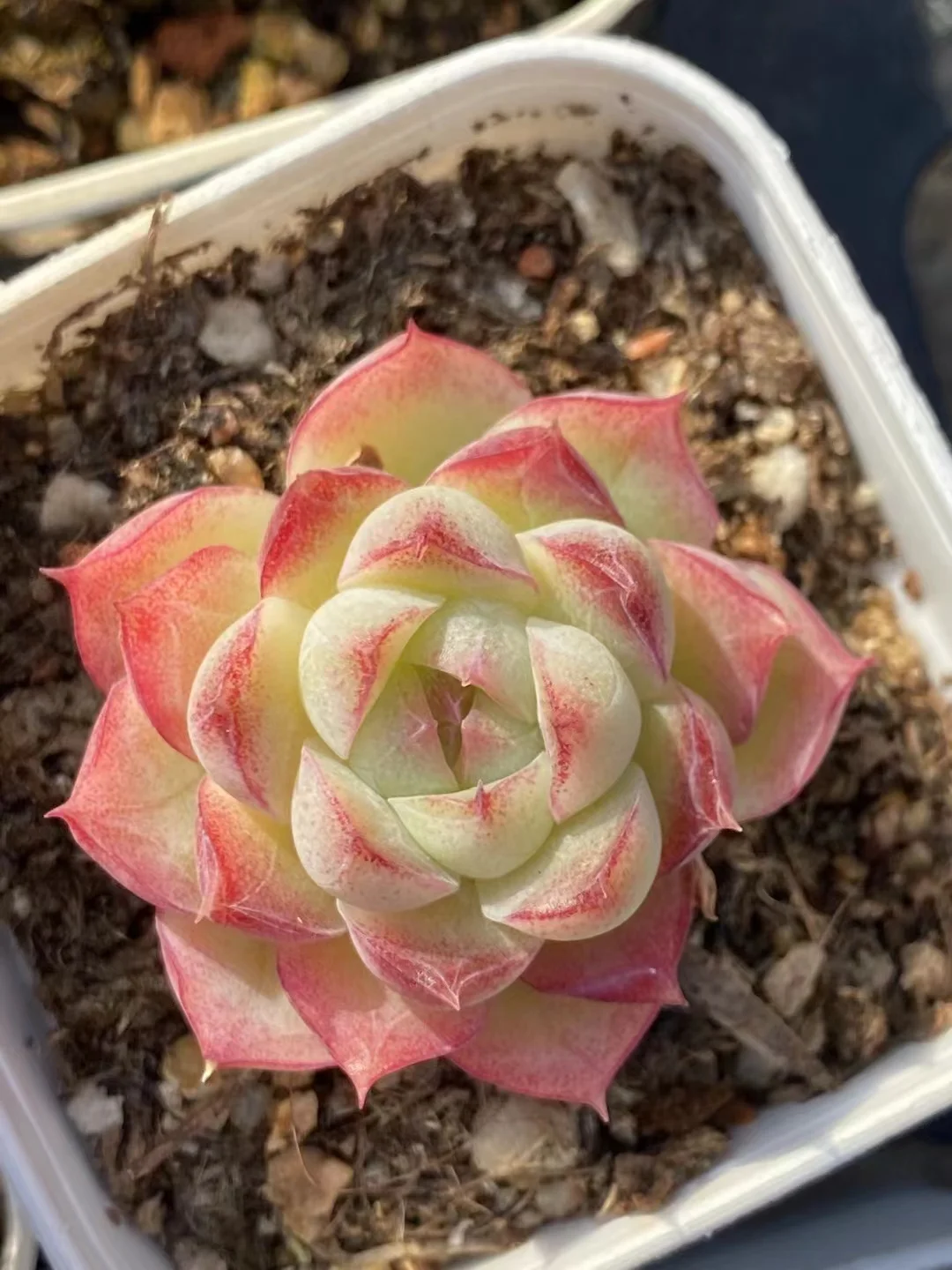 463.Echeveria Queen of straws. Single head 2-3cm/ Echeveria / Succulent plants / Garden landscape / Carefully select healthy plants
