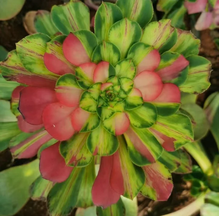 plant Aeonium Echeveria Haworthia  Caudex  Lithops Cactus  Agave 