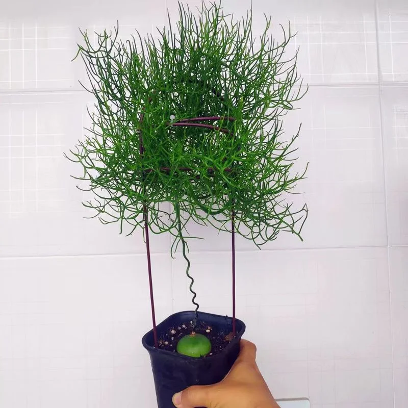 plant Aeonium Echeveria Haworthia  Caudex  Lithops Cactus  Agave 