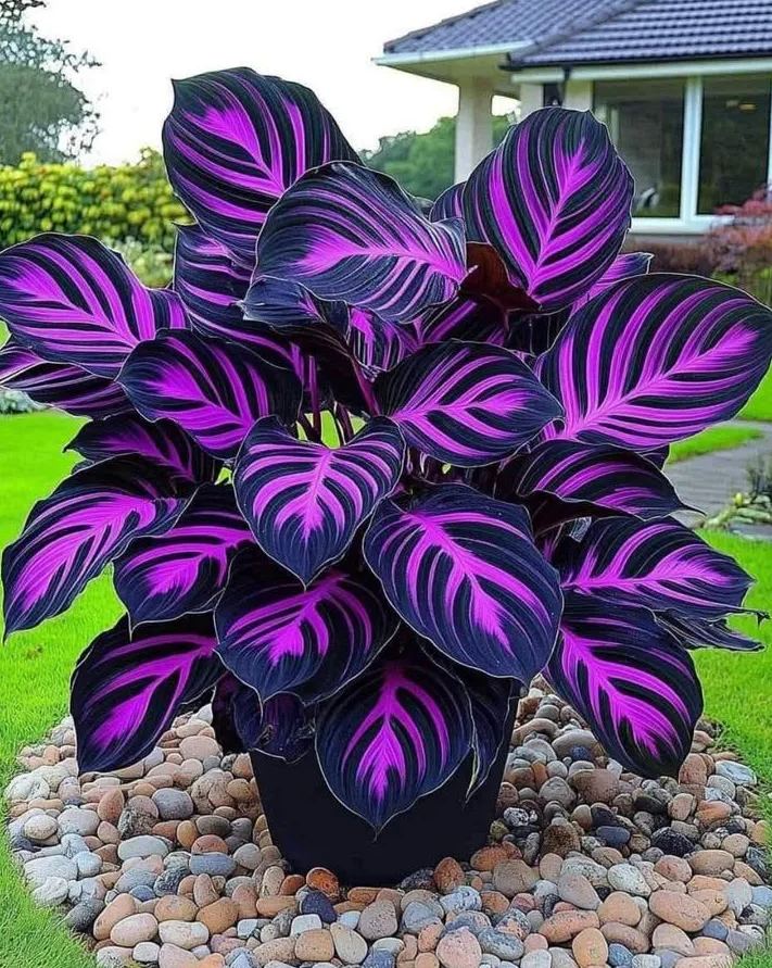 Rare Giant Tall Hosta Bulbs &ndash; Towering Elegance & Shade-Tolerant Beauty