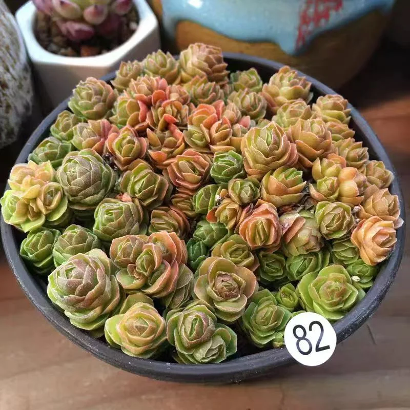 plant Aeonium Echeveria Haworthia  Caudex  Lithops Cactus  Agave 