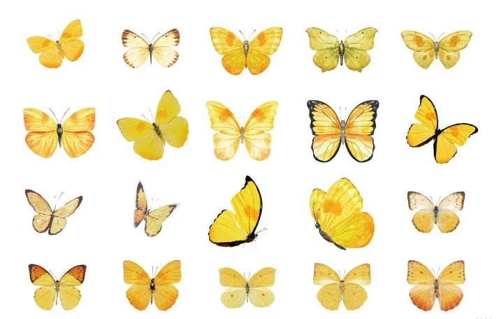 Butterfly Nature Series Sticker