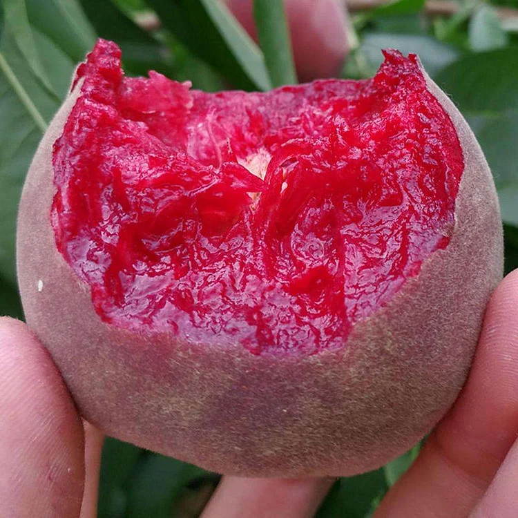 Red Blood Peach Seeds