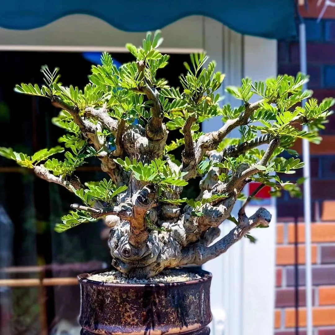 plant Aeonium Echeveria Haworthia  Caudex  Lithops Cactus  Agave 