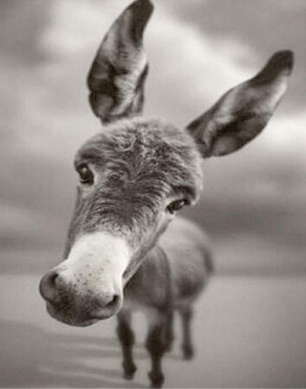 

Donkey Black and White – Paint By Numbers - 40*50CM, 501 Original