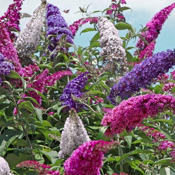 Mixed Colors Butterfly Bush Buddleia Davidii Flower Shrub Seeds Jonyparkseed®