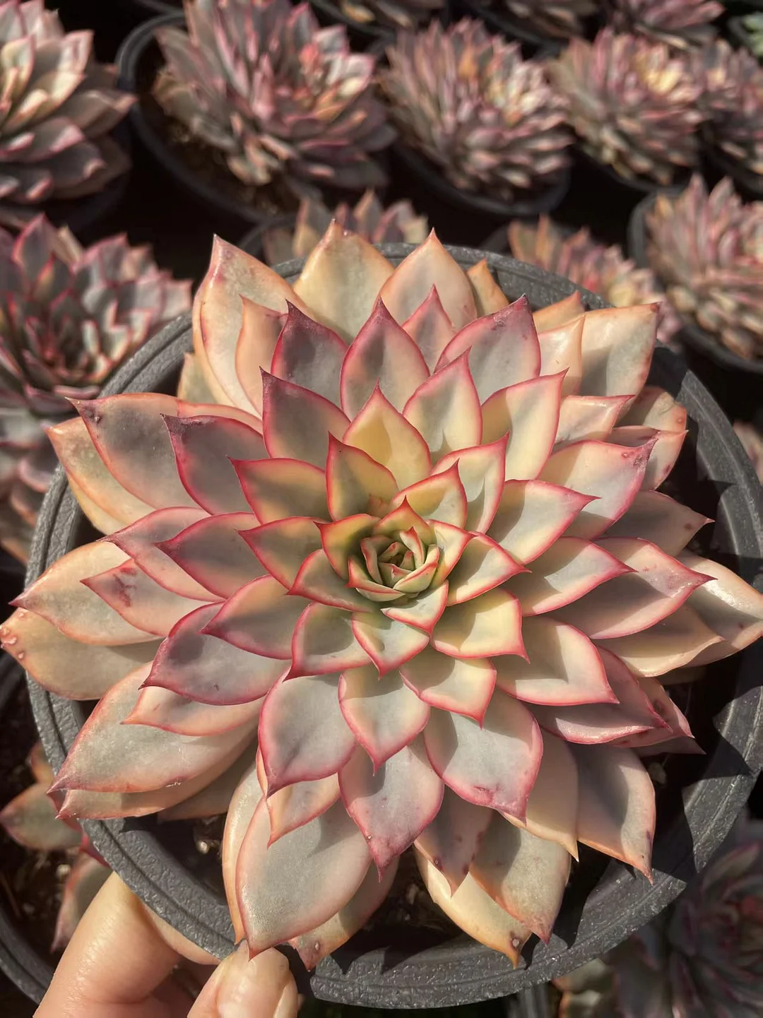 plant Aeonium Echeveria Haworthia  Caudex  Lithops Cactus  Agave 