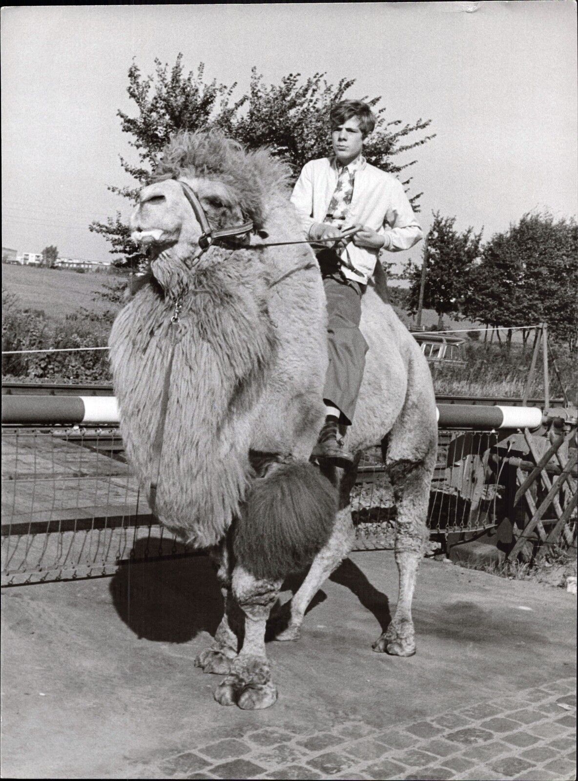 Heintje On Camel - Vintage Press Photo Poster painting Norbert Unfried (U-4250