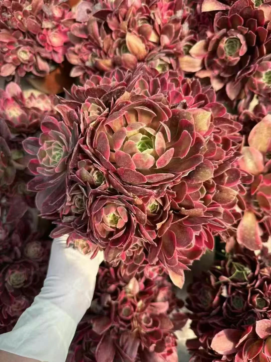 plant Aeonium Echeveria Haworthia  Caudex  Lithops Cactus  Agave 