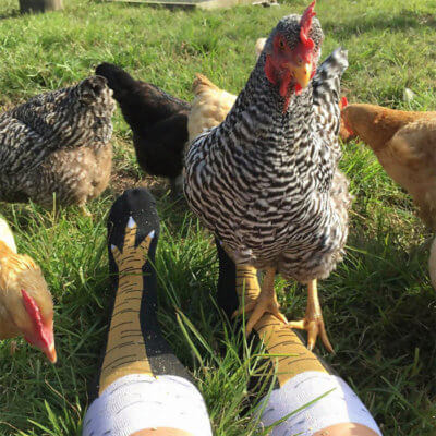 Image result for CHICKEN LEG SOCKS