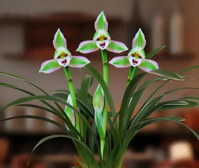 🍃Elegant Bicolor Orchid Seeds - The King of Orchids🌺