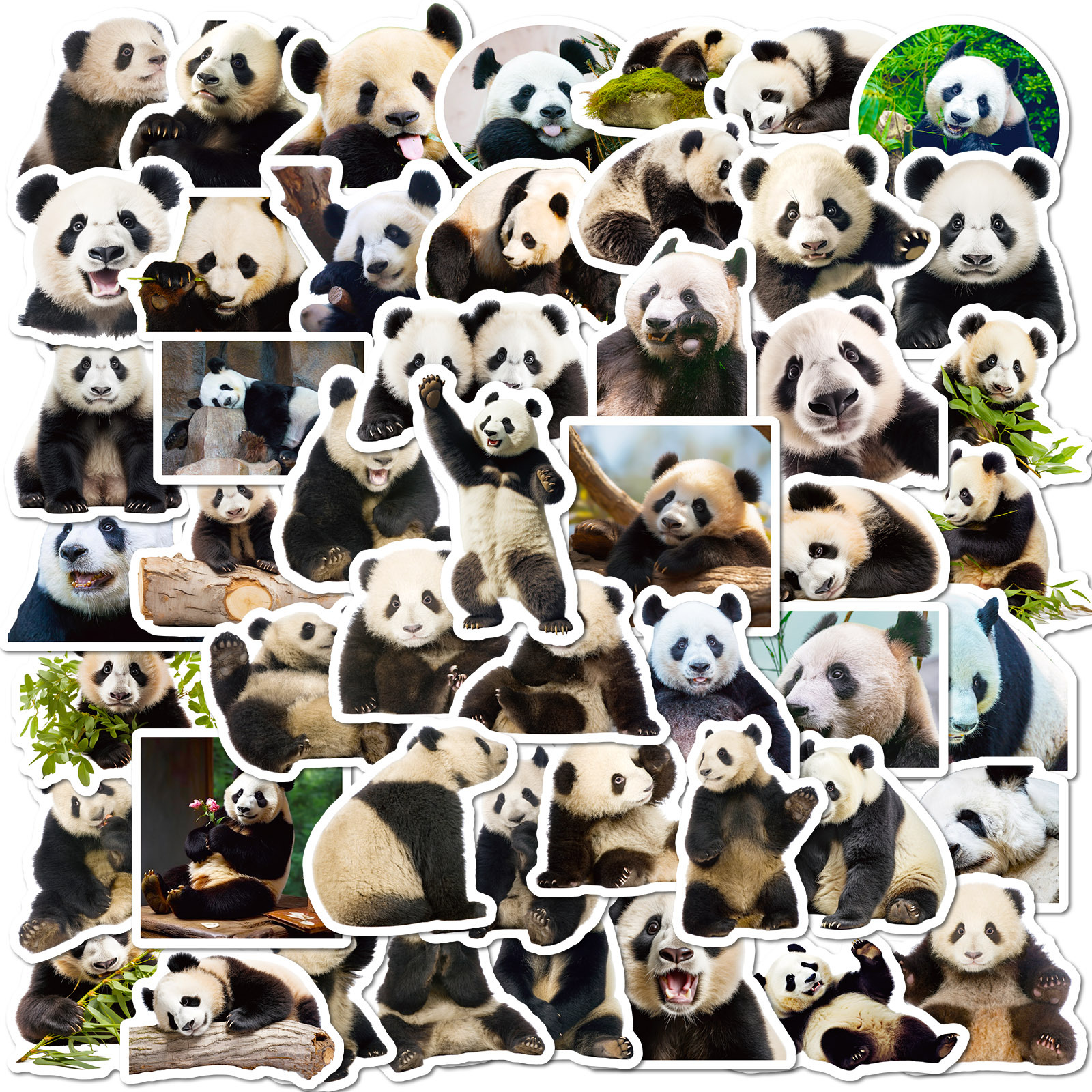 Panda Paradise: 50 Expressive Realistic Stickers for Tech & Drinkware