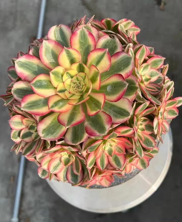 plant Aeonium Echeveria Haworthia  Caudex  Lithops Cactus  Agave 