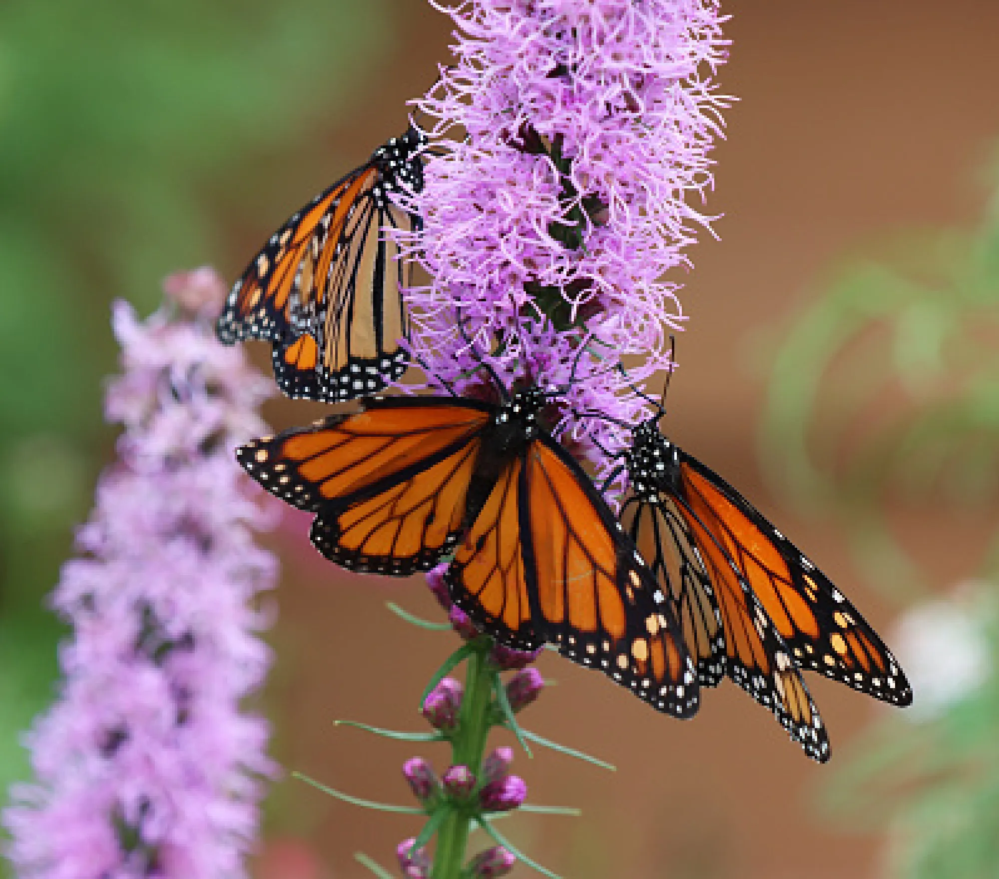 Prairie Blazing Star Seeds🦋