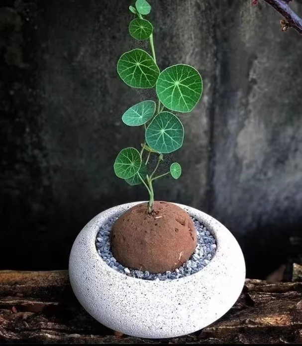 plant Aeonium Echeveria Haworthia  Caudex  Lithops Cactus  Agave 