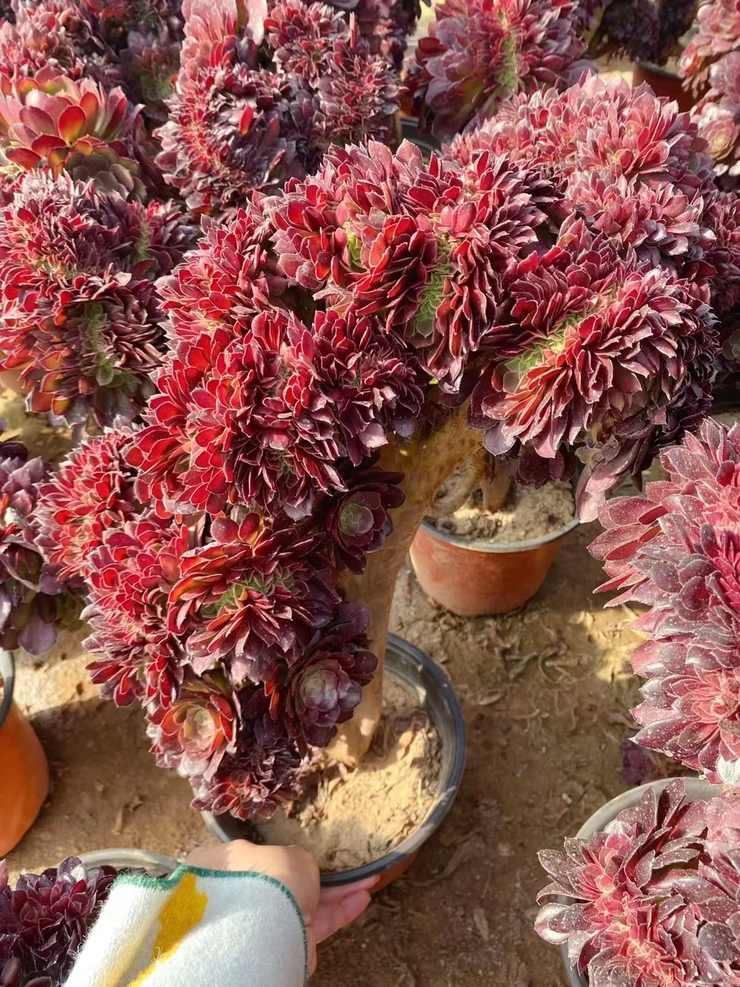 352.  Netherlands circular leaf crested cutting 6cm/ Aeonium cutting/ Succulent plants / Garden landscape / Carefully select healthy plants