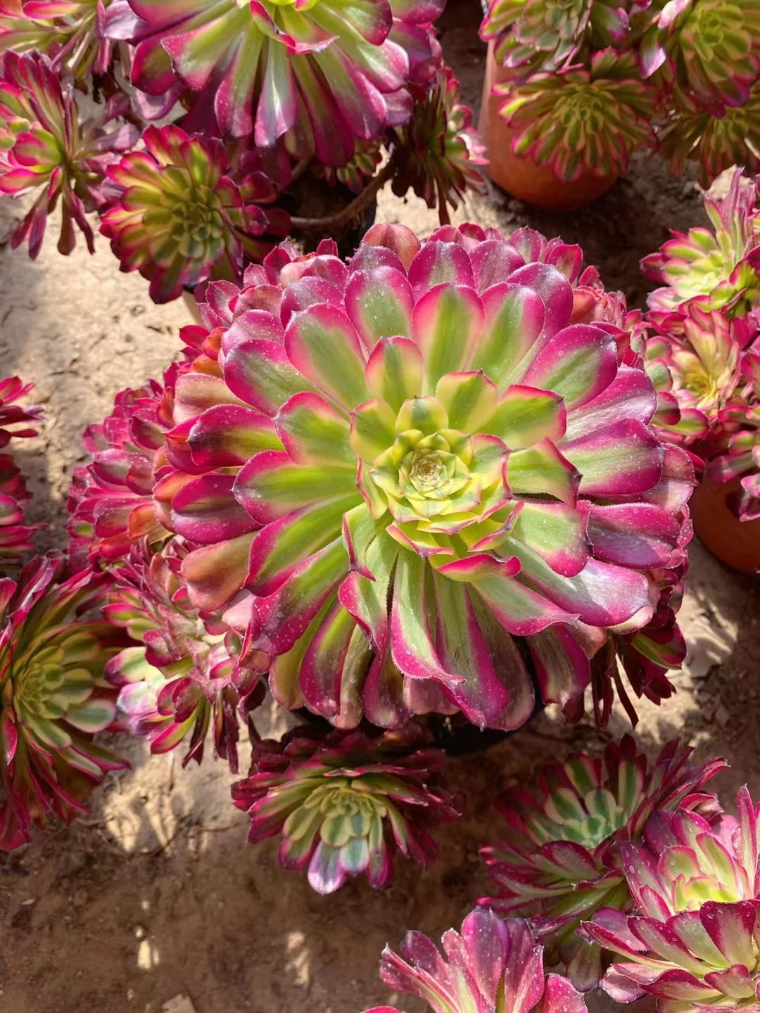 plant Aeonium Echeveria Haworthia  Caudex  Lithops Cactus  Agave 