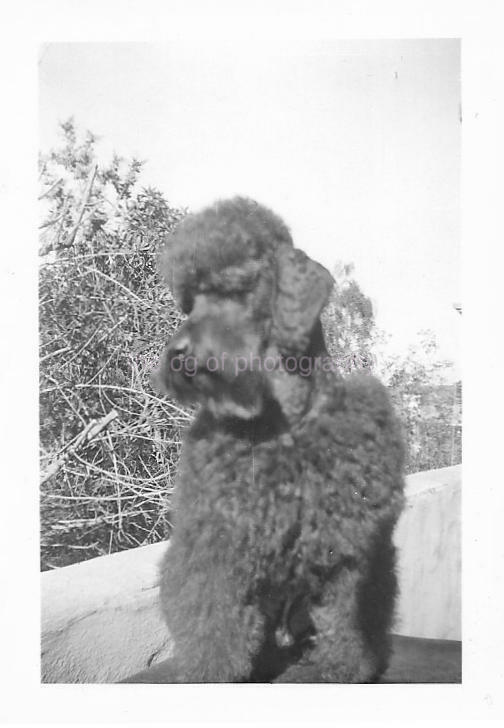 Vintage FOUNDGRAPH Photo Poster painting bw FAMILY DOG Original Snapshot011 15 P