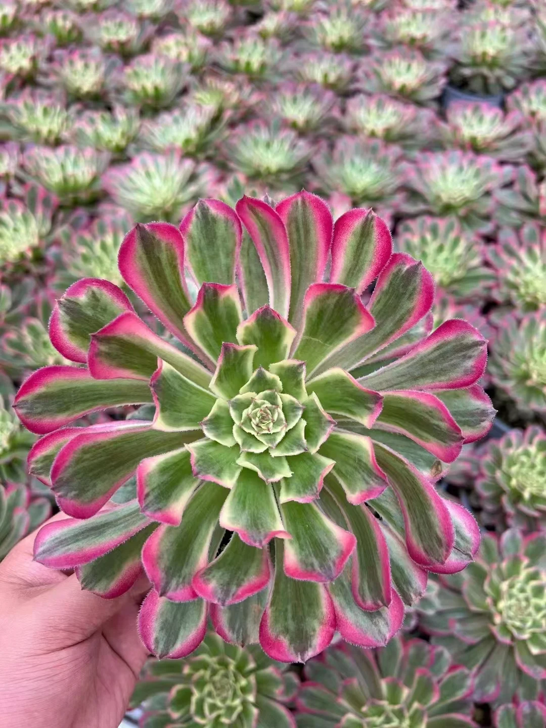 338. Candy Pink Daisy.  single head and cutting / Aeonium plants / Garden landscape / Carefully select healthy plants