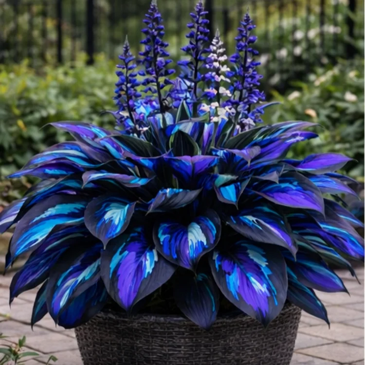 🪴Nocturne Sapphire Flame Hosta Bulbs🌟High-Yield🌟 