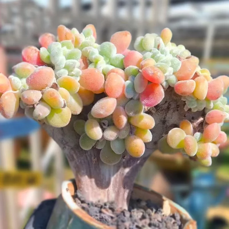 295  Echeveria 'Frosty' crested 10-12cm/ Echeveria / Succulent plants / Garden landscape / Carefully select healthy plants