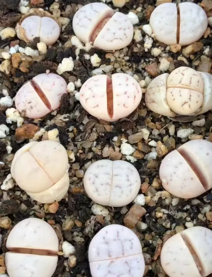 plant Aeonium Echeveria Haworthia  Caudex  Lithops Cactus  Agave 