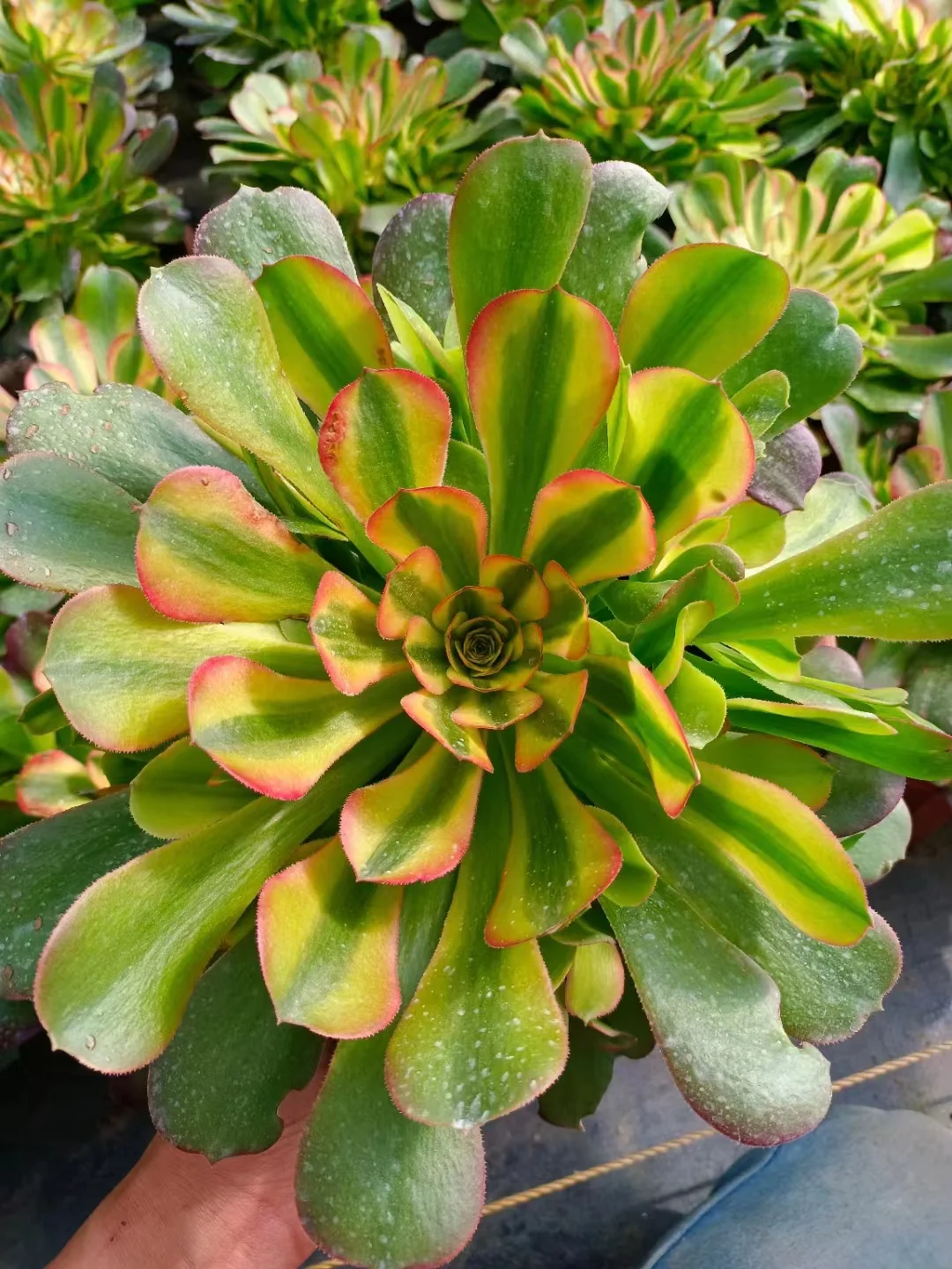 312.   Athena  single head and cutting/ Aeonium plants / Garden landscape / Carefully select healthy plants