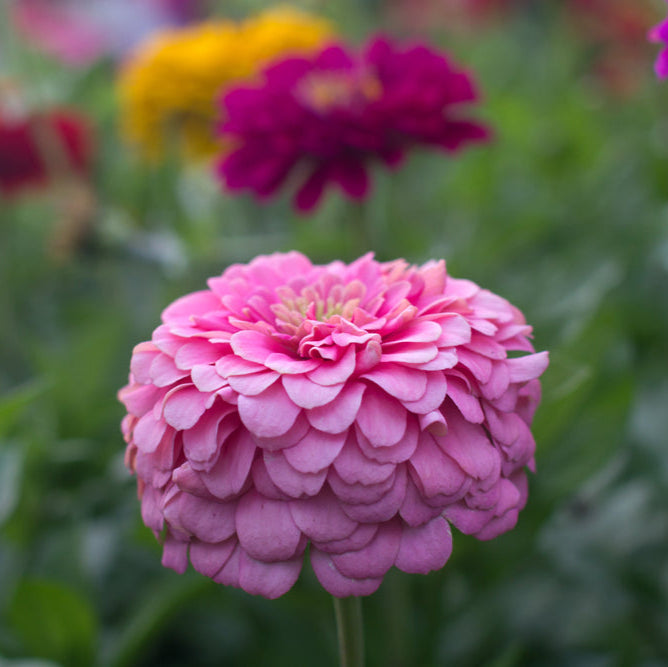 Zinnia Benary's Giant Pink Flower | X 30 Seeds
