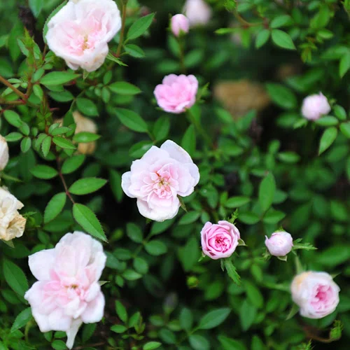 Rosa Chinensis Minima (Miniature Rose) Seeds