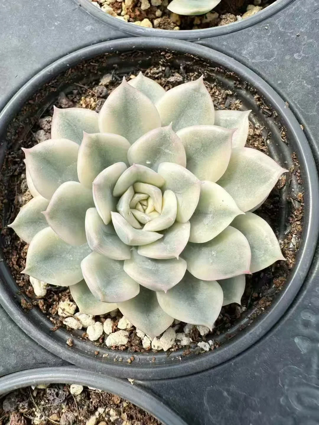 plant Aeonium Echeveria Haworthia  Caudex  Lithops Cactus  Agave 