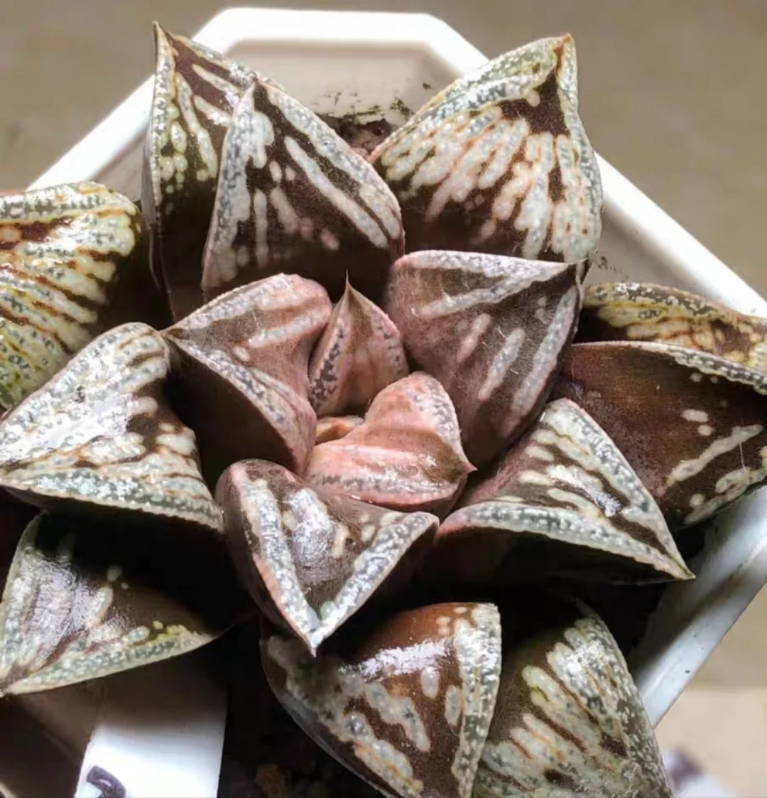 plant Aeonium Echeveria Haworthia  Caudex  Lithops Cactus  Agave 