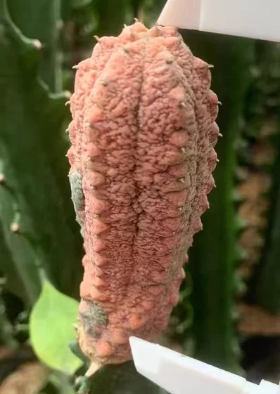 plant Aeonium Echeveria Haworthia  Caudex  Lithops Cactus  Agave 