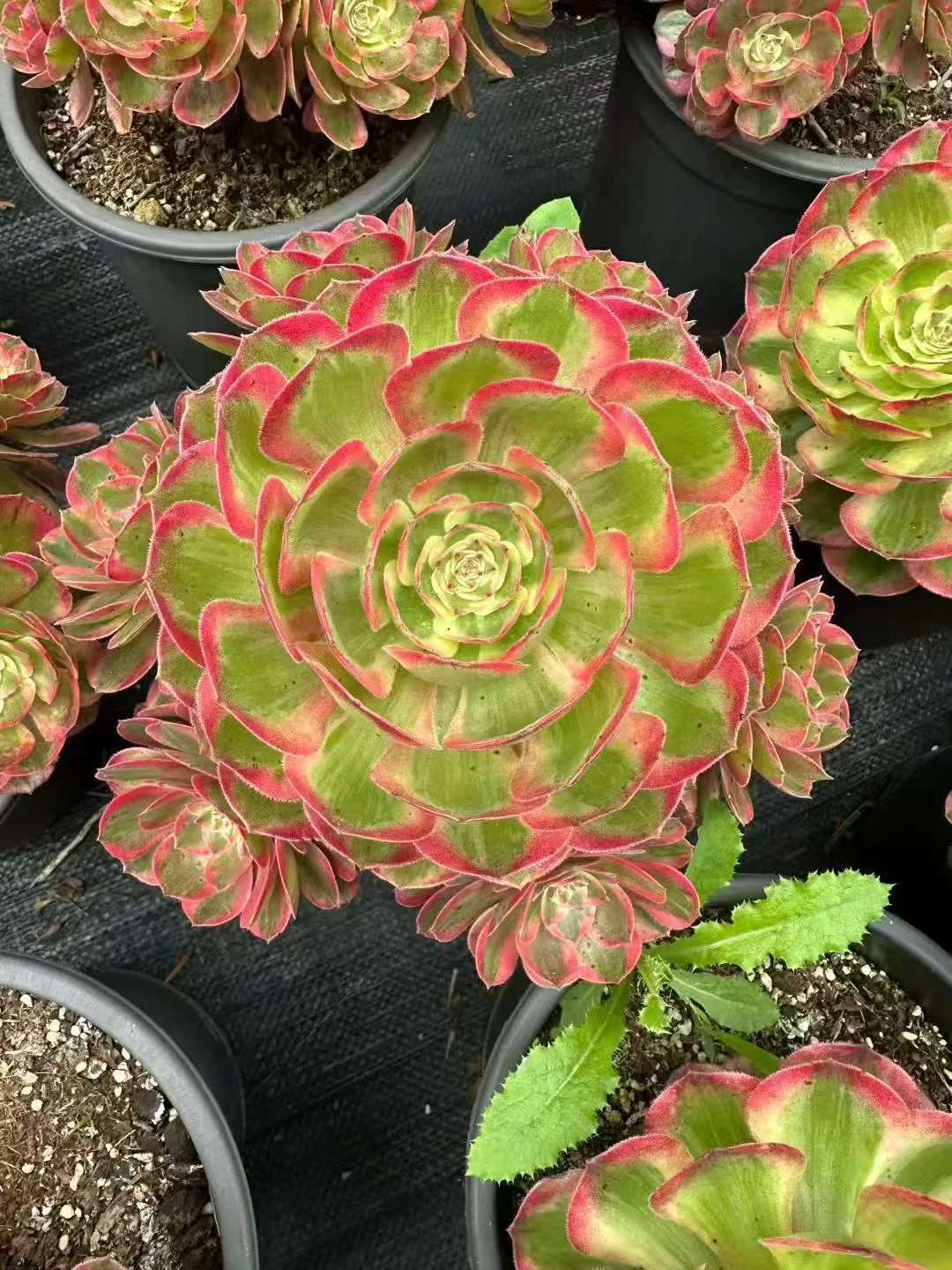 plant Aeonium Echeveria Haworthia  Caudex  Lithops Cactus  Agave 