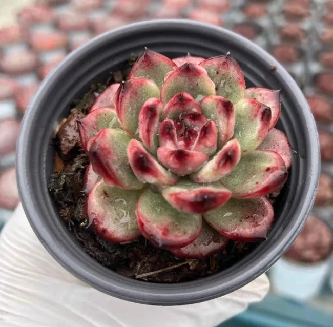 plant Aeonium Echeveria Haworthia  Caudex  Lithops Cactus  Agave 