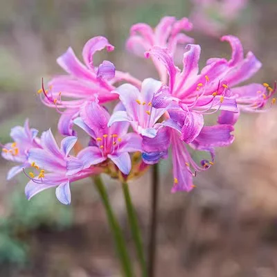 Spider Lily Bulbs-Multicolor