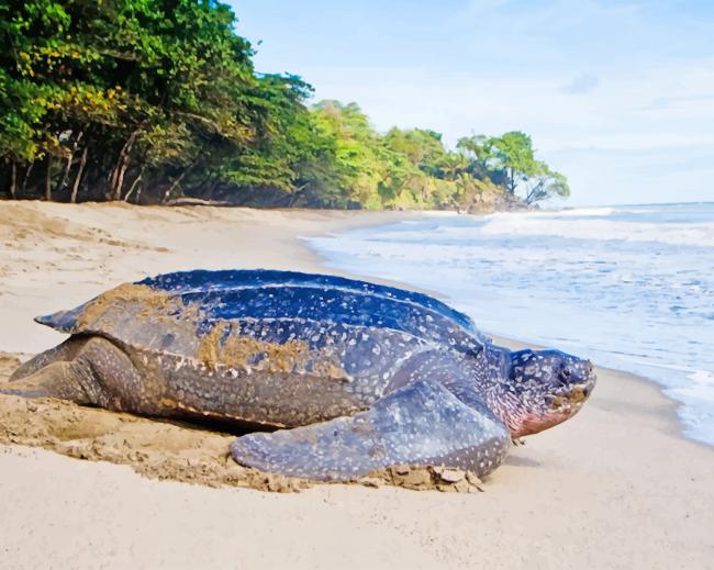 

leatherback Turtle – Paint By Numbers - 40*50CM, 501 Original