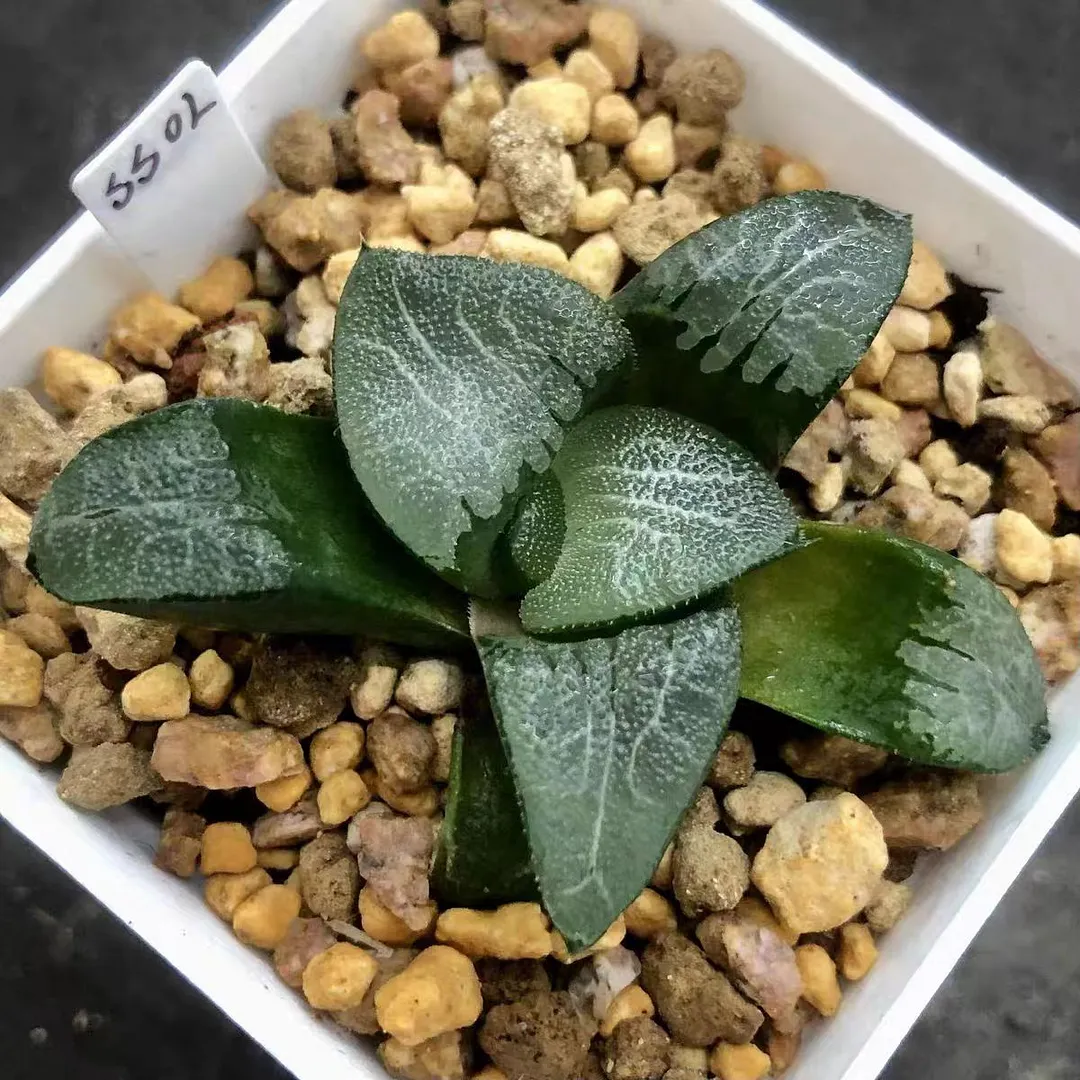 plant Aeonium Echeveria Haworthia  Caudex  Lithops Cactus  Agave 